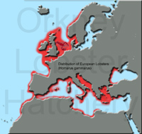 Distribution of European Lobsters 