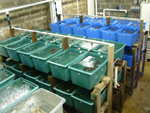 hence lobster room