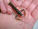 stage 12 lobster