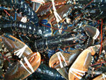 lobsters