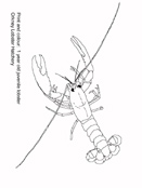 lobster