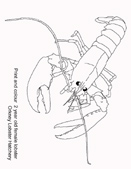 lobster