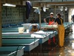 hatchery