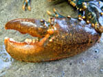 lobster claw