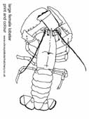 lobster