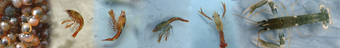 stage 1, stage2, stage 3, & stage 4 Lobster