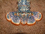 lobster tails