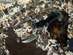 one year old lobster